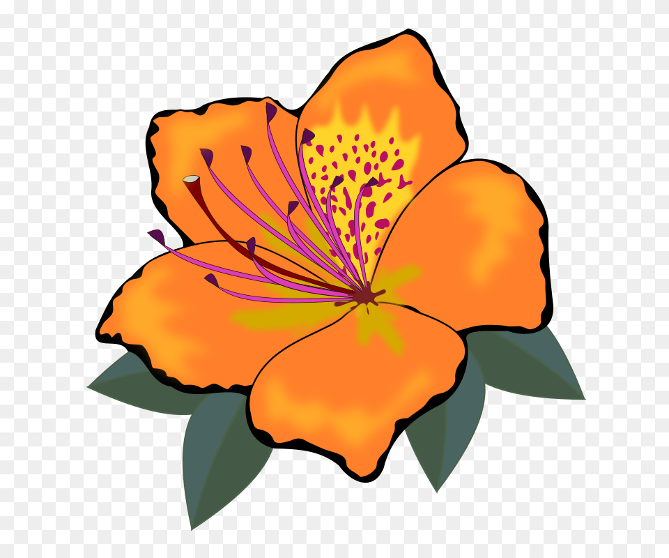 Orange Flower Clipart One Flower, Anther, Plant, Petal, Hibiscus Free Transparent Png