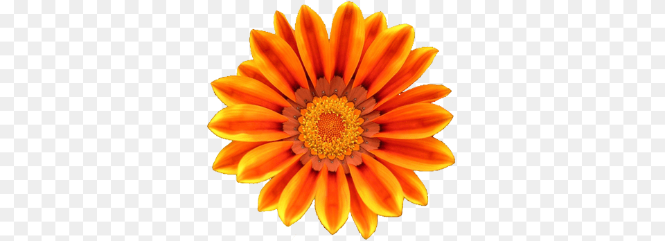 Orange Flower Clipart Orange Flower Clip Art, Plant, Daisy, Treasure Flower Free Png