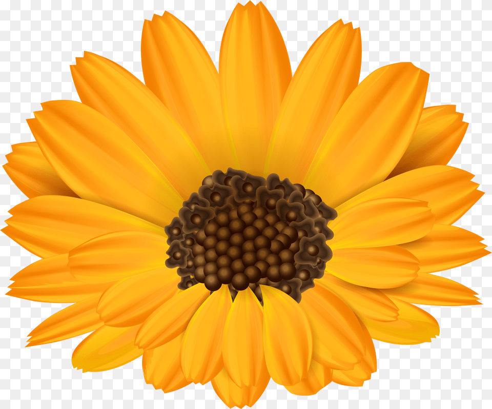 Orange Flower Clipart Orange Flowers Png