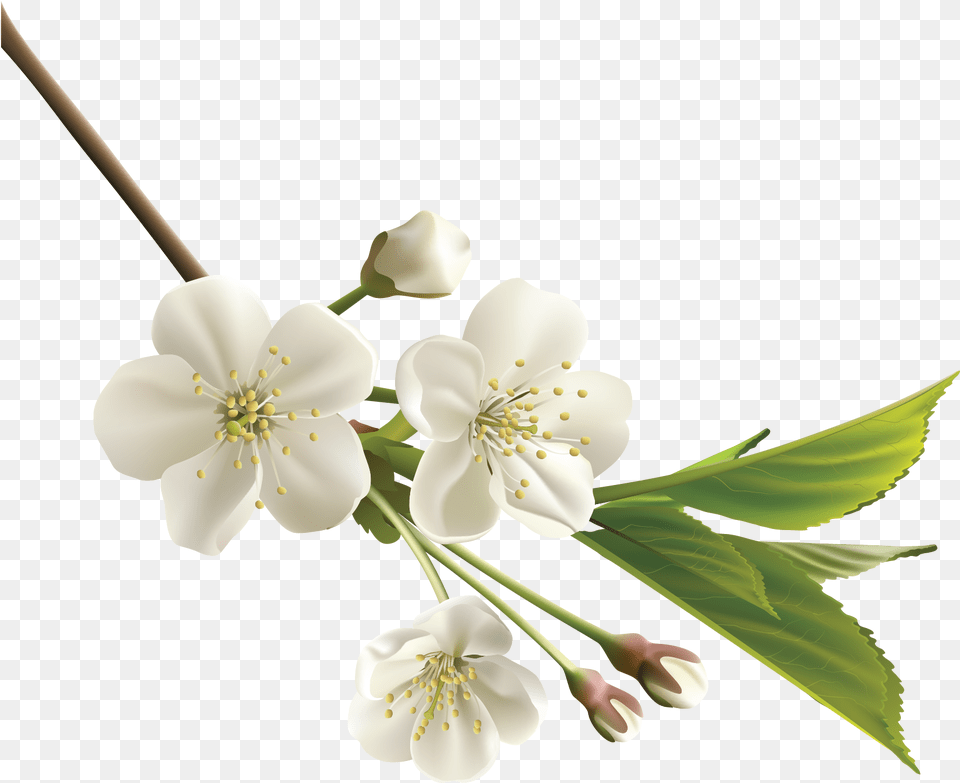Orange Flower Clipart Realistic Flower Cherry Blossom White, Anther, Plant, Pollen, Anemone Free Png