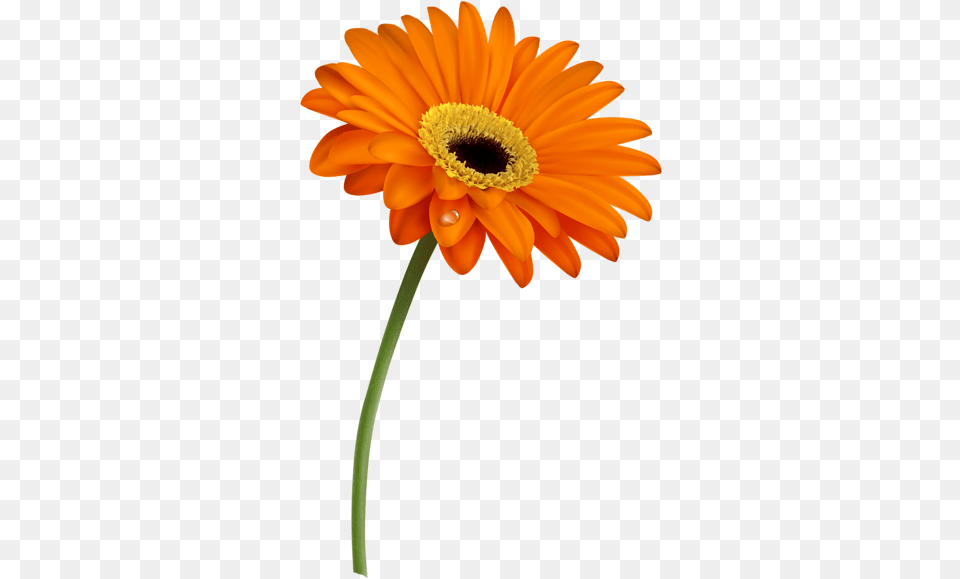 Orange Flower Clipart Single 22 Flowers, Daisy, Petal, Plant, Pollen Free Png Download