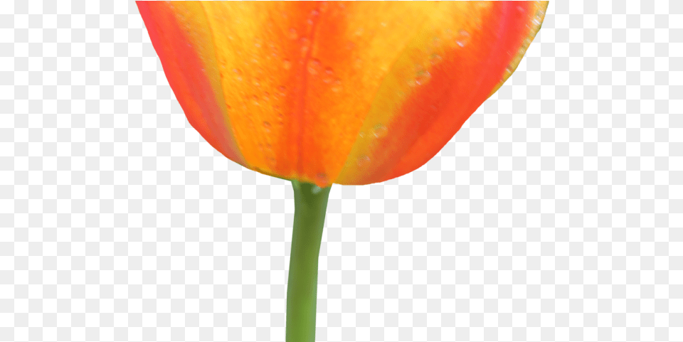 Orange Flower Clipart Transparent Background Flower Tulip, Petal, Plant Free Png Download