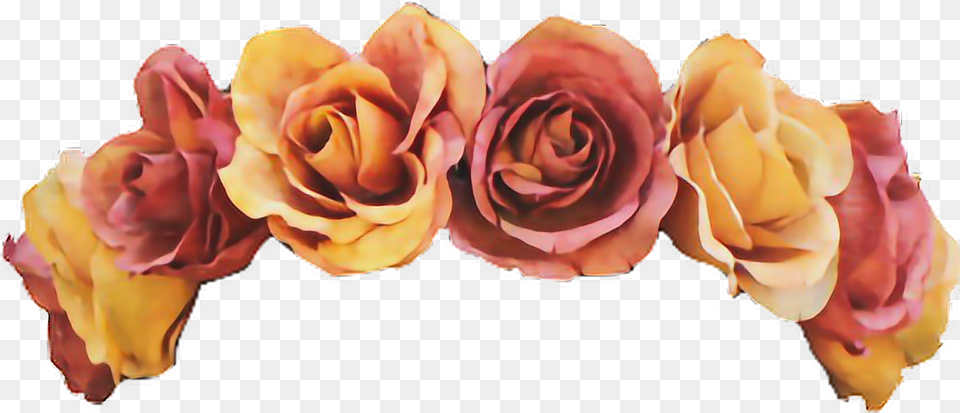 Orange Flower Crown, Petal, Plant, Rose, Flower Arrangement Free Png Download