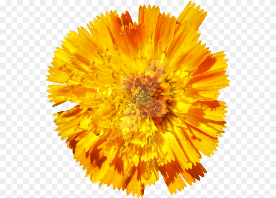 Orange Flower Dandelion, Plant, Pollen, Daisy, Petal Free Transparent Png