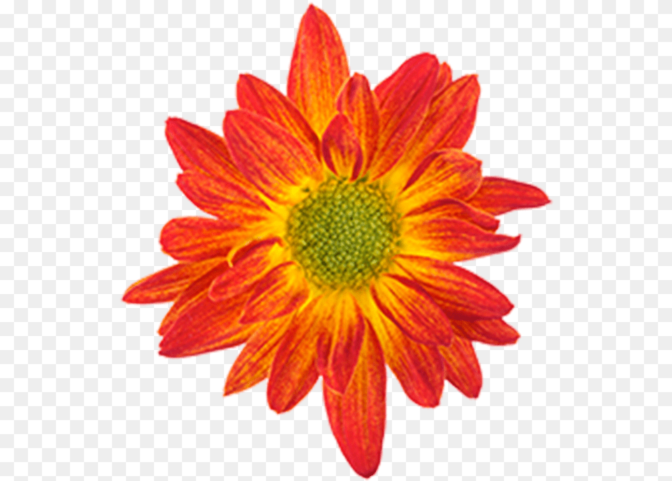 Orange Flower Drawing Flowers Drawing With Color, Dahlia, Daisy, Petal, Plant Free Transparent Png