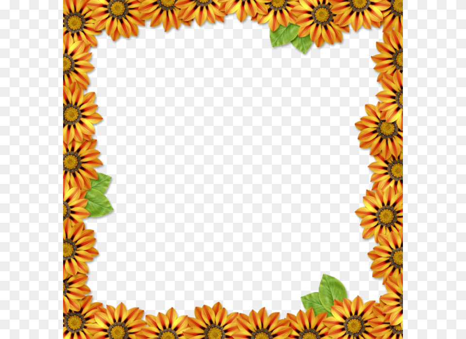 Orange Flower Frame Picture Frame, Plant, Sunflower, Petal Free Png