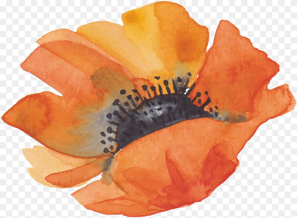 Orange Flower Heart Cartoon Transparent Petal, Plant, Rose, Anemone Free Png Download