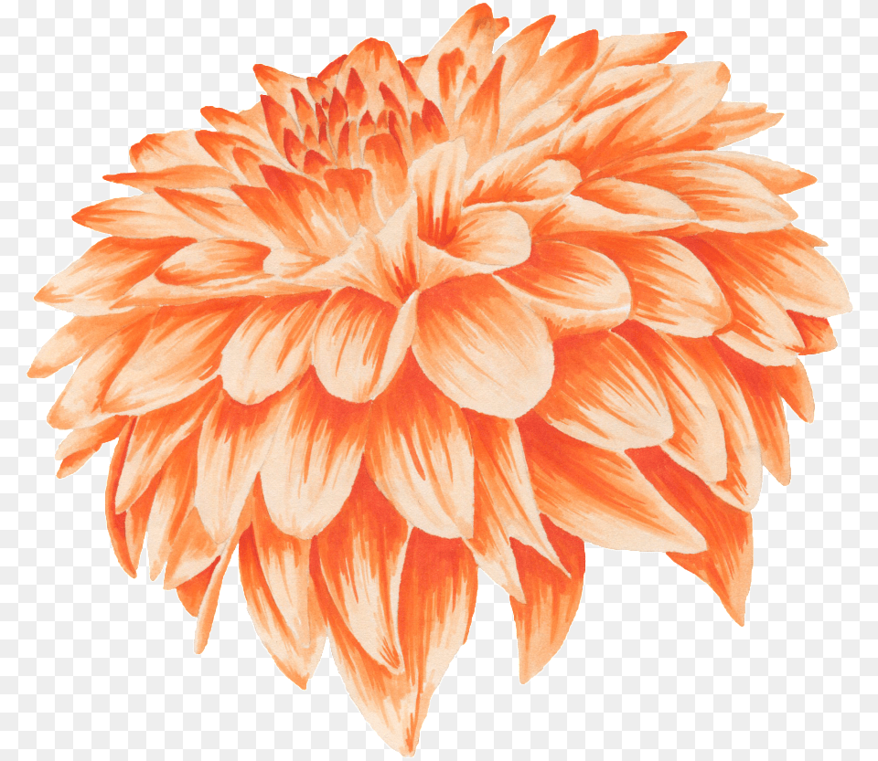 Orange Flower Petal Portable Network Graphics, Dahlia, Plant, Rose Free Png Download