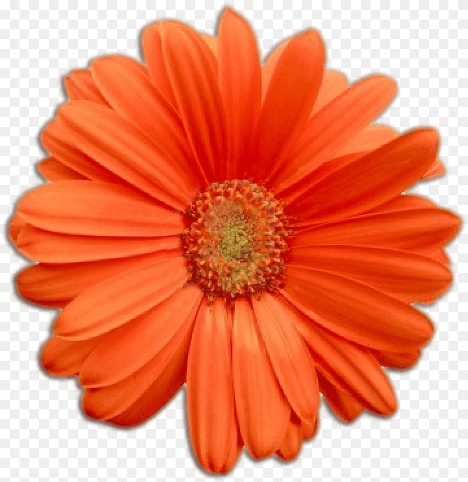 Orange Flower Real Flower, Anther, Dahlia, Daisy, Petal Free Png Download