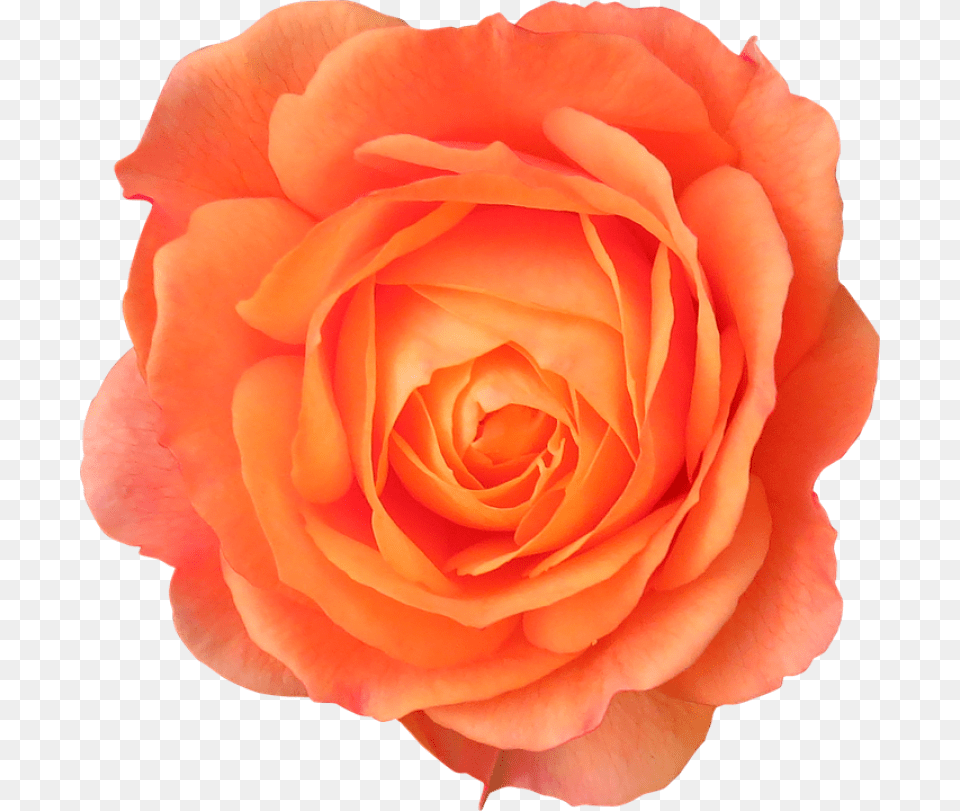 Orange Flower Transparent Background, Plant, Rose, Petal Free Png Download