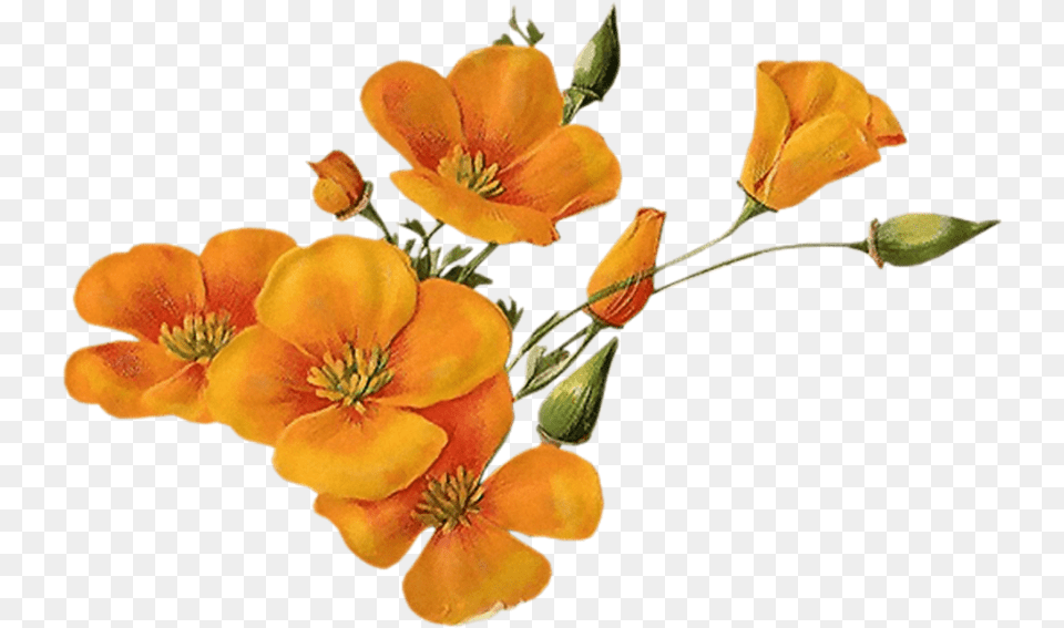 Orange Flower Transparent Background Orange Flowers, Anther, Geranium, Petal, Plant Png Image
