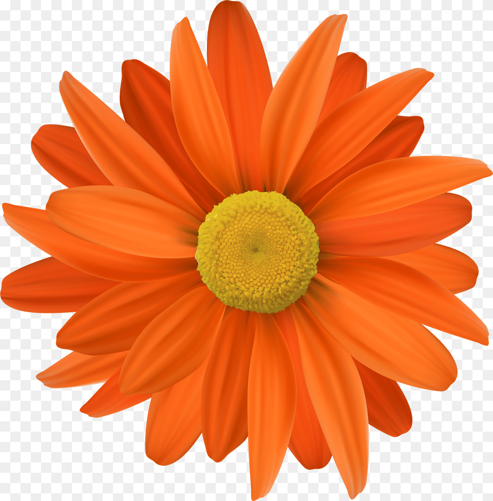 Orange Flower Clipart Background Orange Flower Free Transparent Png