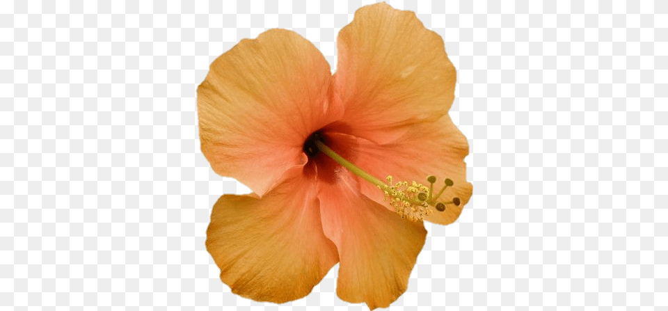 Orange Flowerlei Aesthetic Sticker By Onii Chan Shoeblackplant, Anther, Flower, Plant, Hibiscus Png