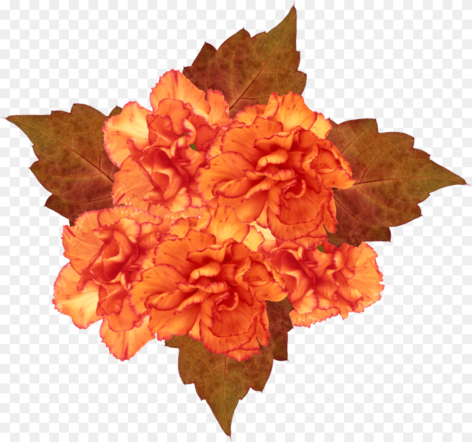 Orange Flowers, Carnation, Flower, Leaf, Plant Png