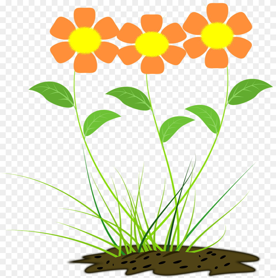 Orange Flowers Clipart, Flower, Art, Plant, Daisy Free Png