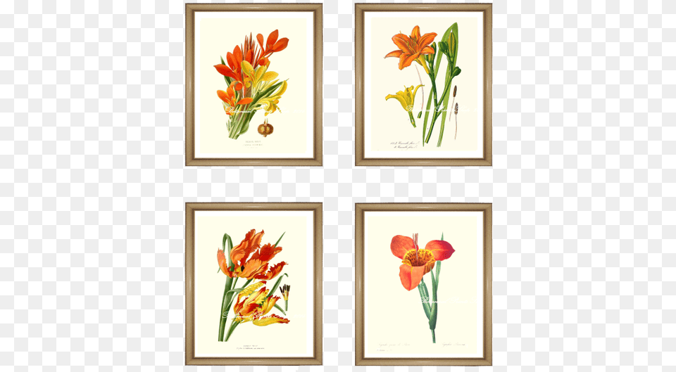 Orange Flowers Print Set Tulip, Flower, Plant, Envelope, Greeting Card Png