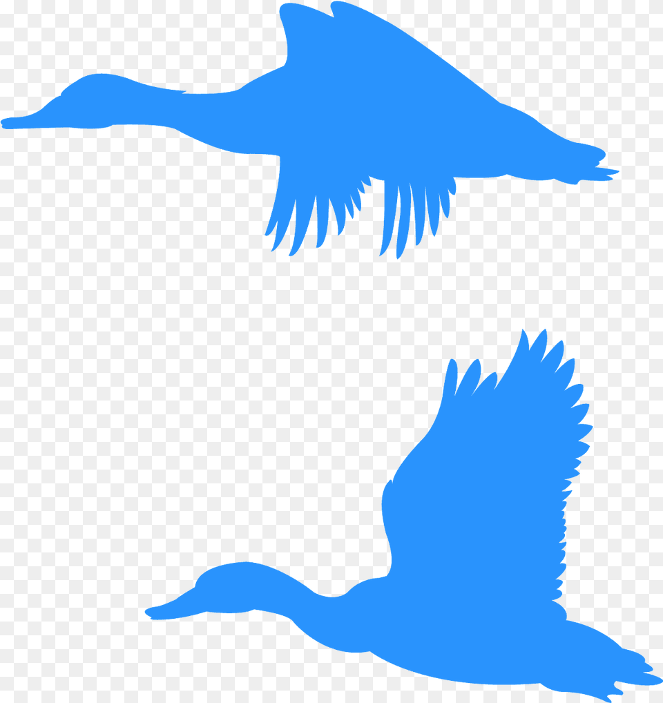 Orange Flying Duck Clipart, Animal, Bird, Waterfowl, Dinosaur Free Png
