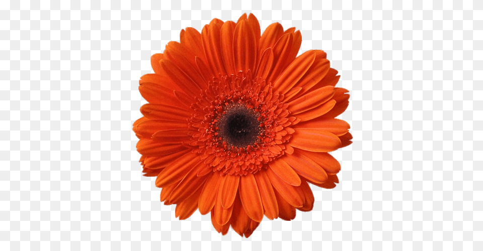 Orange Gerbera, Daisy, Flower, Petal, Plant Free Png Download