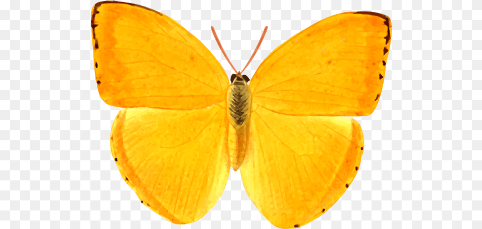 Orange Giant Butterfly Giant Butterfly Clipart Orange, Animal, Insect, Invertebrate, Moth Free Png Download
