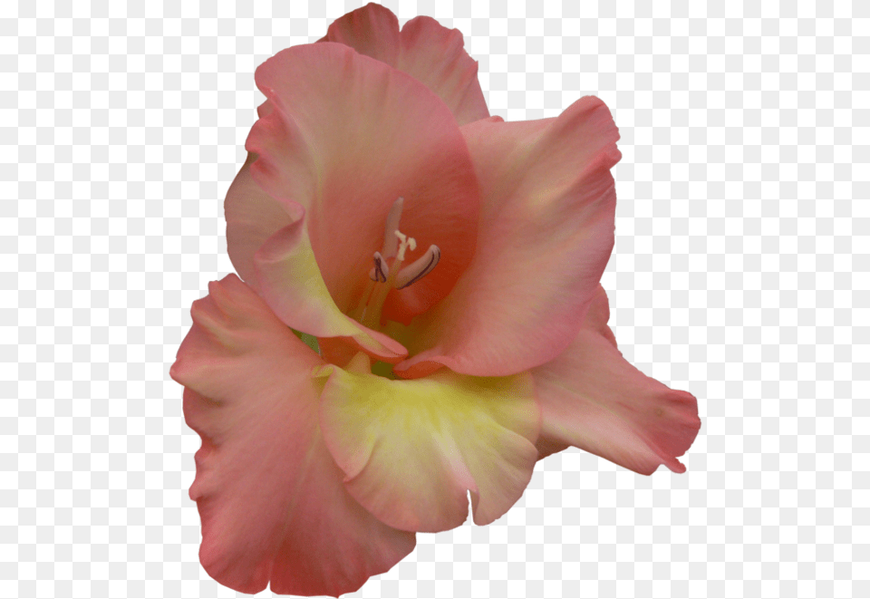 Orange Gladiolus Lily, Flower, Plant, Rose, Anther Free Transparent Png