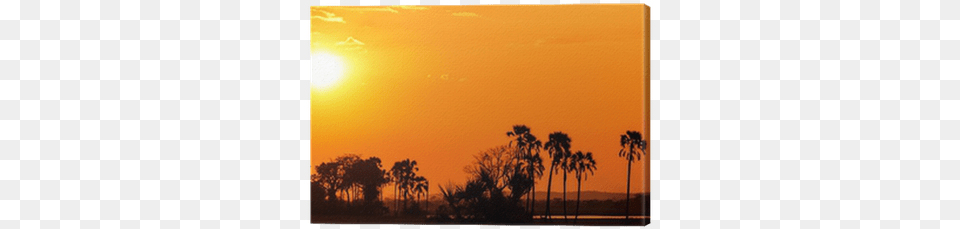 Orange Glow Sunset In A Palm Trees Landscape Canvas Sunset, Nature, Sunrise, Sunlight, Tree Free Png