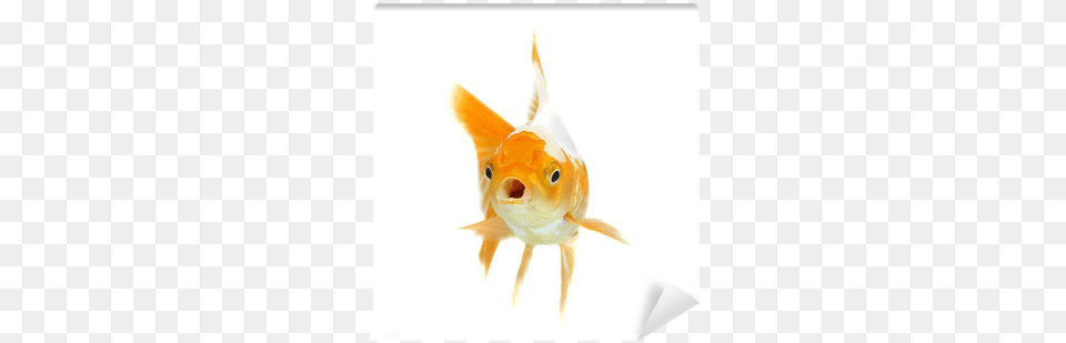 Orange Goldfish Isolated Goldfish, Animal, Fish, Sea Life Png