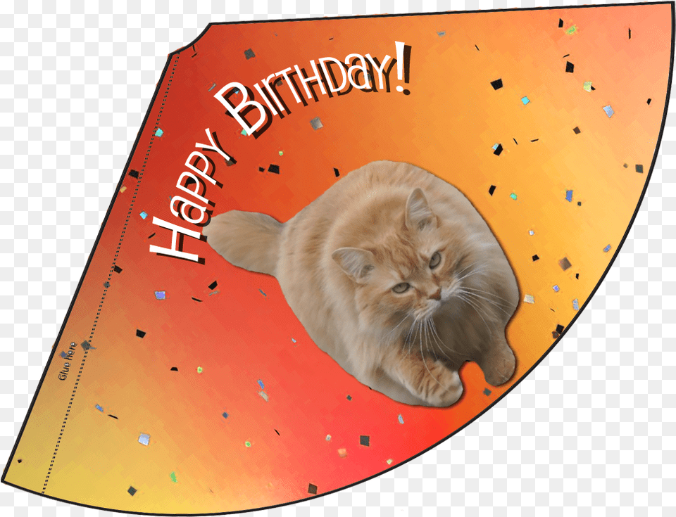 Orange Happy Birthday Hat Hat, Animal, Cat, Mammal, Pet Free Png