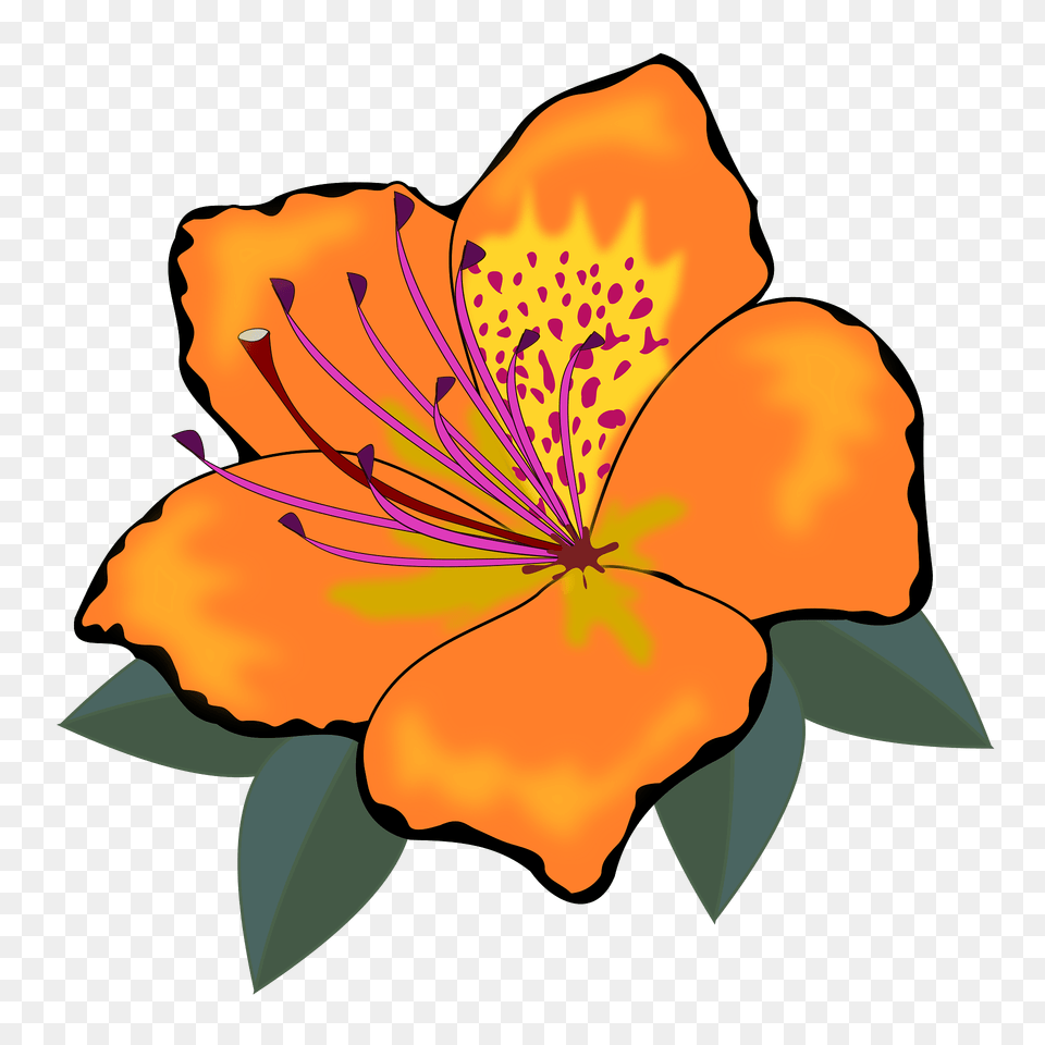 Orange Hawaiian Hibiscus Clipart, Anther, Flower, Petal, Plant Free Png