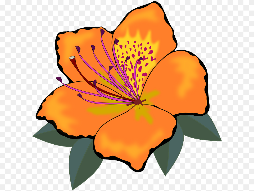 Orange Hawaiian Hibiscus Clipart Orange Flower Clipart, Plant, Petal, Anther, Person Png