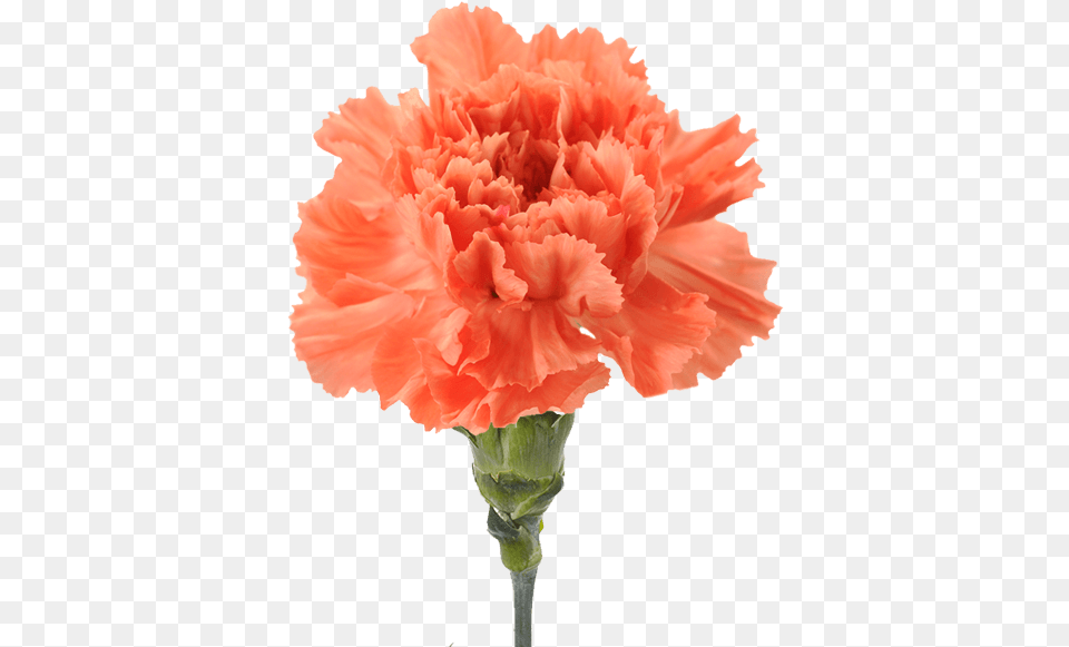 Orange Hermes Orange Carnation, Flower, Plant Png Image