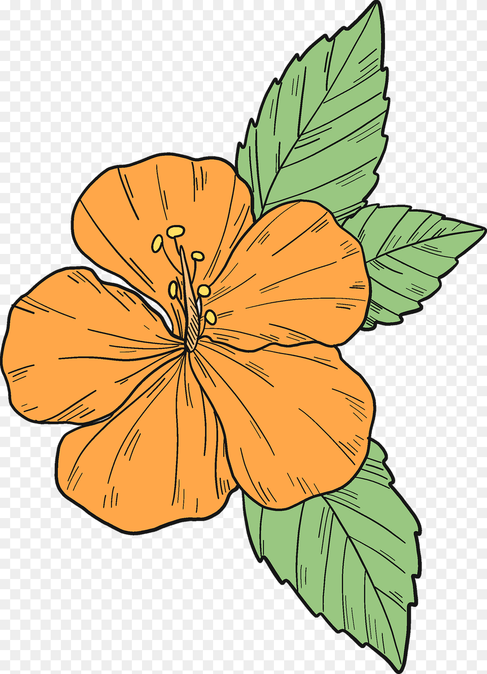 Orange Hibiscus Flower Clipart, Plant, Person, Anther, Face Free Transparent Png