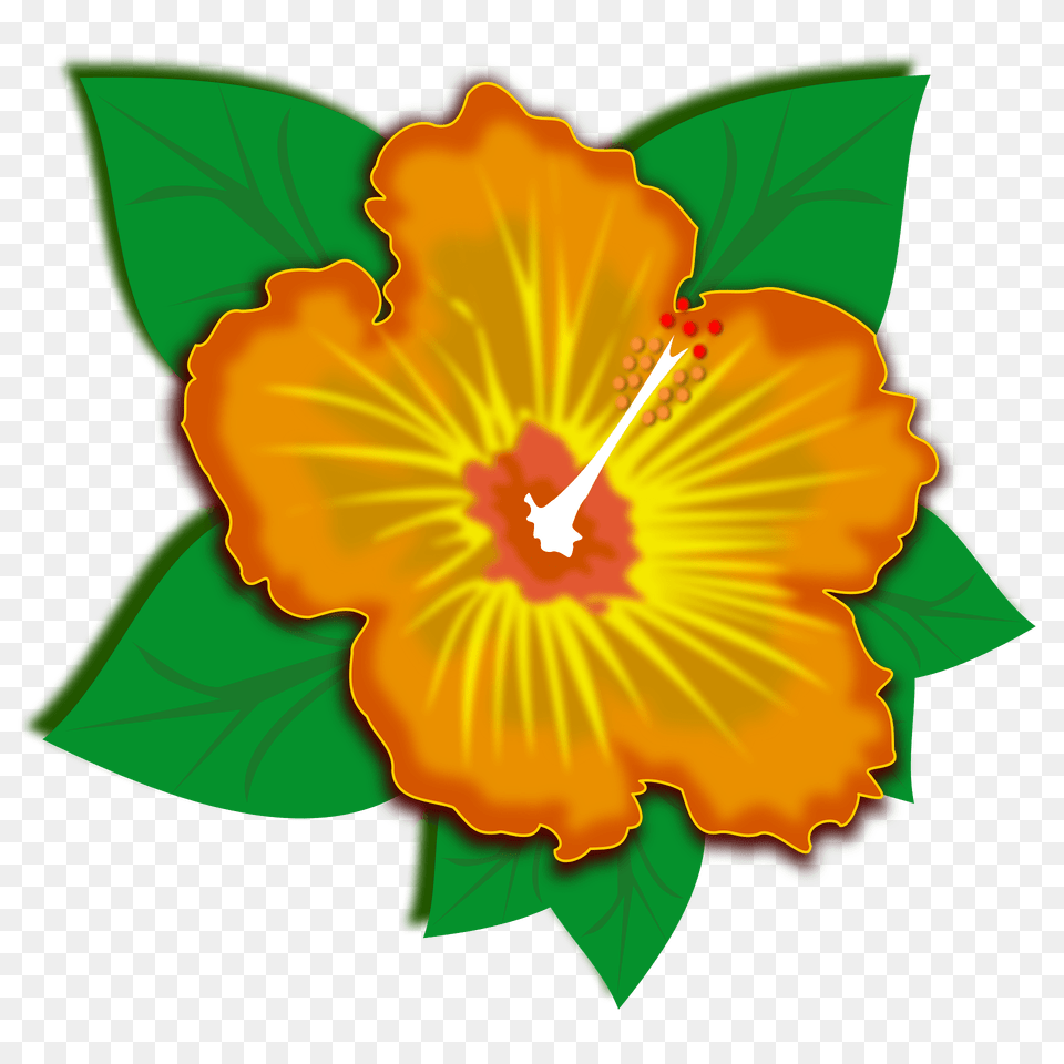 Orange Hibiscus Flower Clipart, Plant, Anther Free Transparent Png