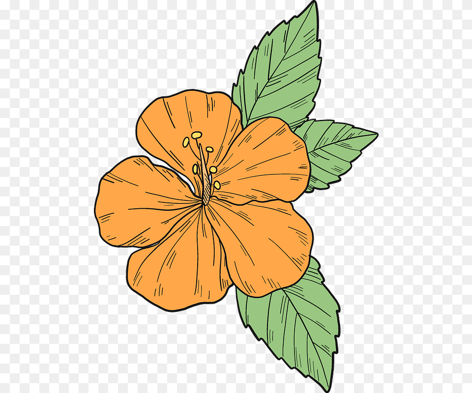 Orange Hibiscus Flower Clipart Hawaiian Hibiscus, Plant, Person, Face, Head Free Png