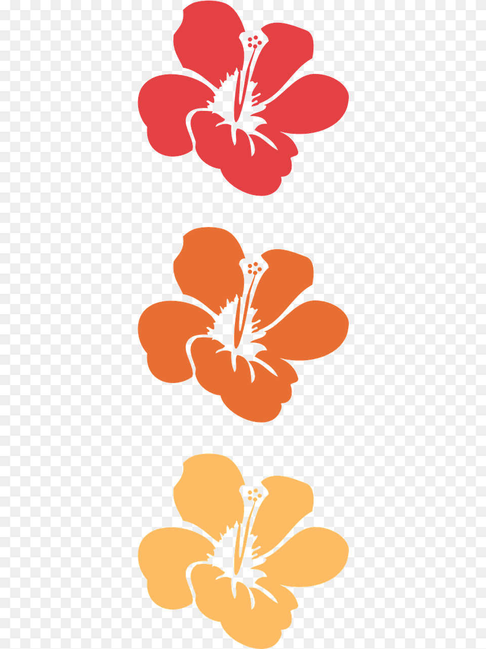Orange Hibiscus Flower Hawaiian Floral Tropical, Anther, Plant, Petal Free Transparent Png