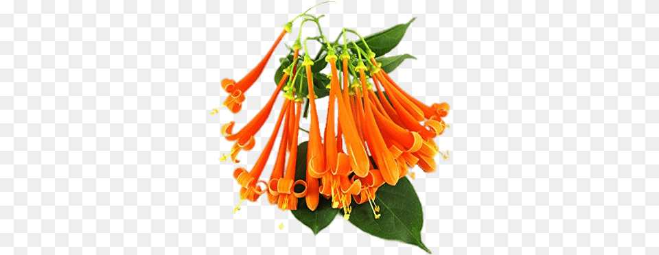 Orange Honeysuckle Transparent Honey Suckle With Transparent Background, Anther, Flower, Plant, Chandelier Free Png Download