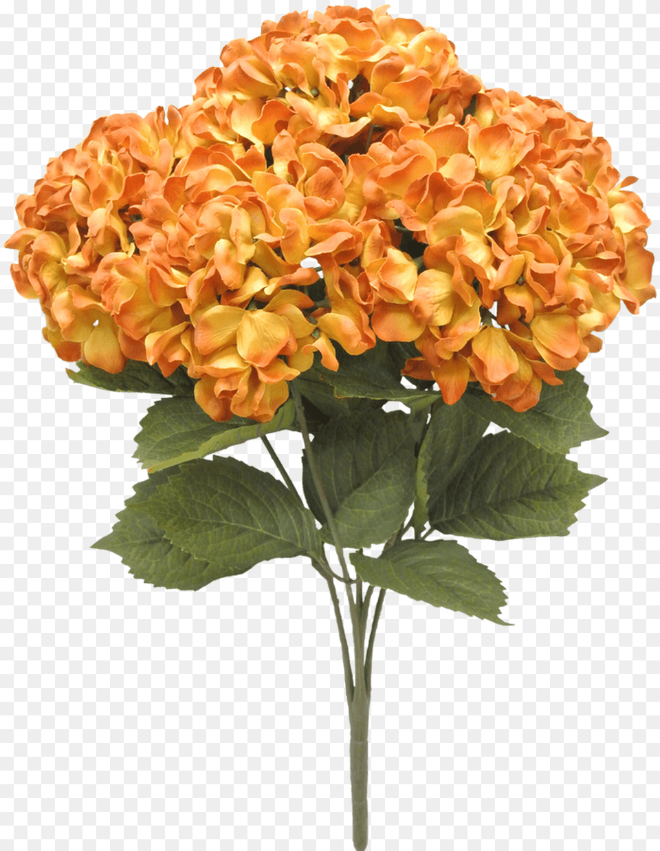 Orange Hydrangea, Dahlia, Flower, Flower Arrangement, Flower Bouquet Png Image