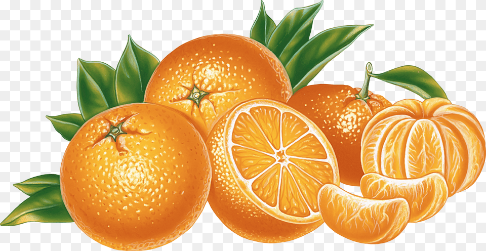 Orange Illustration, Citrus Fruit, Food, Fruit, Plant Png