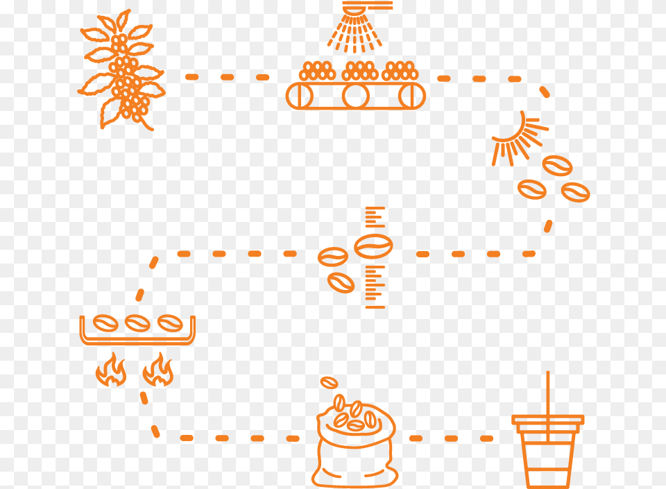 Orange Illustrations Of Coffee Process Coffee Bean Coffee Farm To Cup Free Png Download