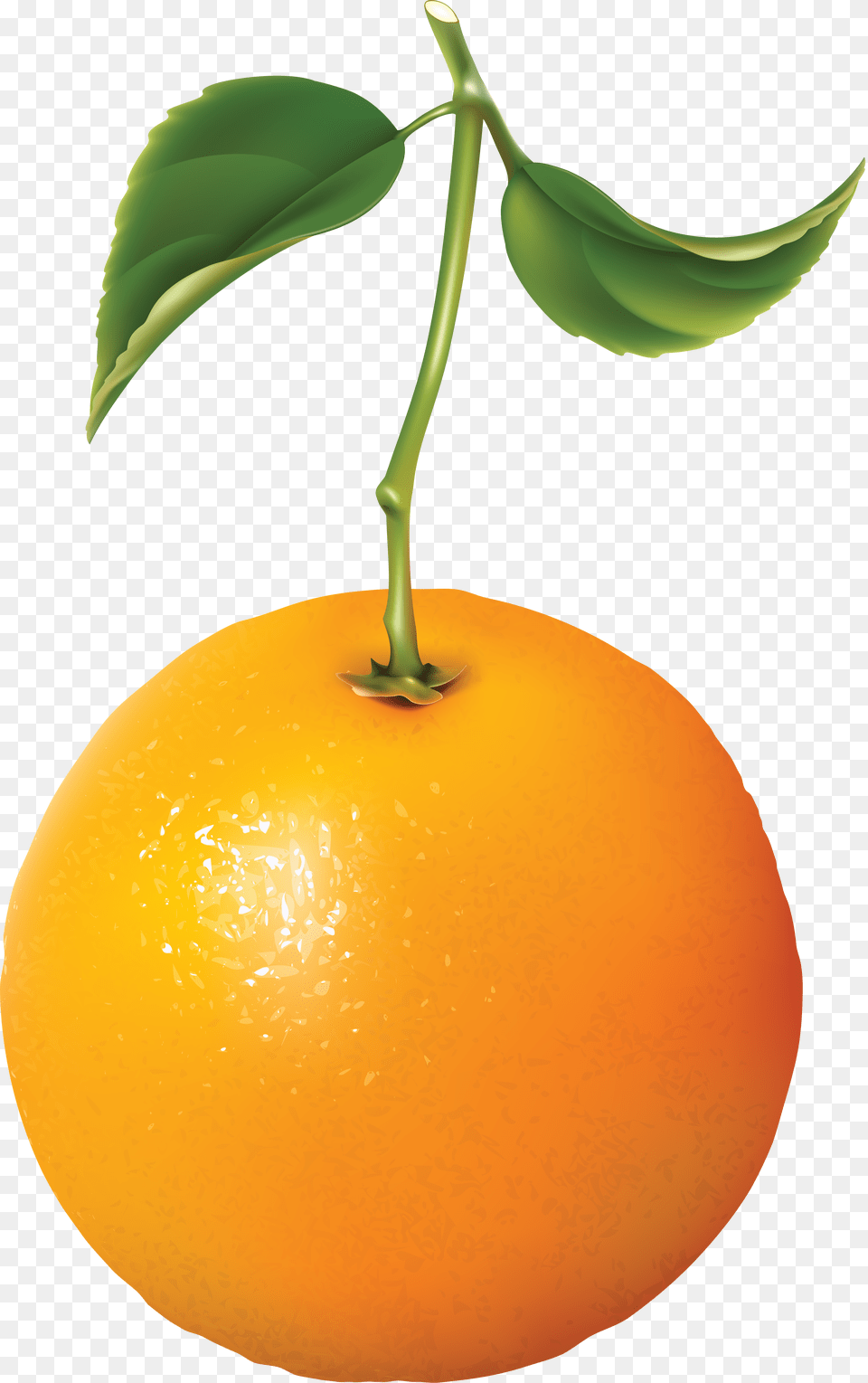 Orange Image For Download Download Orange, Citrus Fruit, Food, Fruit, Grapefruit Free Transparent Png