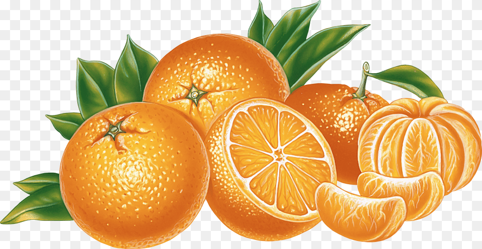 Orange Free Download Orange, Citrus Fruit, Food, Fruit, Plant Png Image