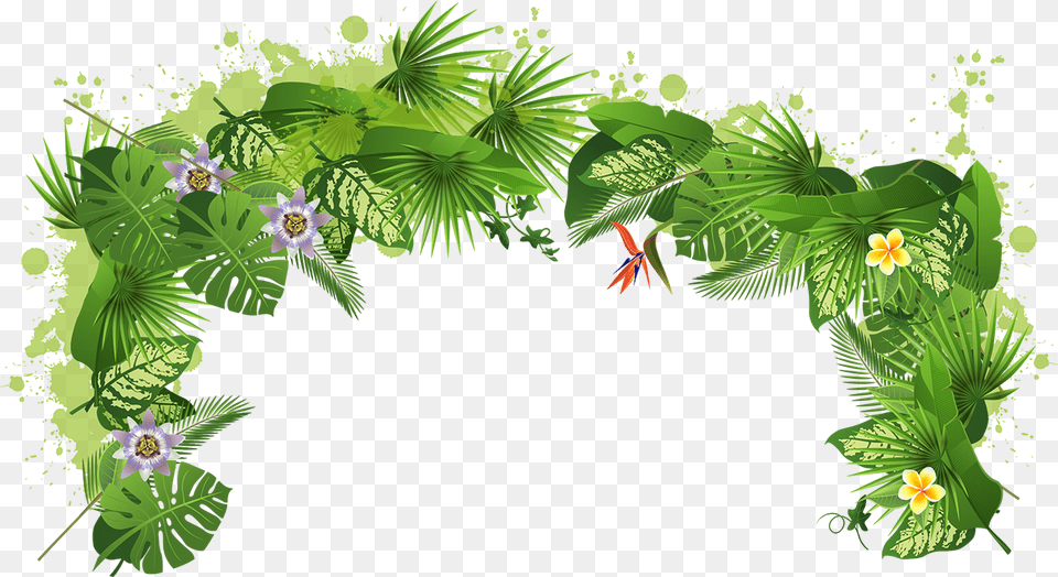 Orange Juice Tree Plant Tropical Rainforest, Vegetation, Green, Outdoors, Jungle Free Png Download