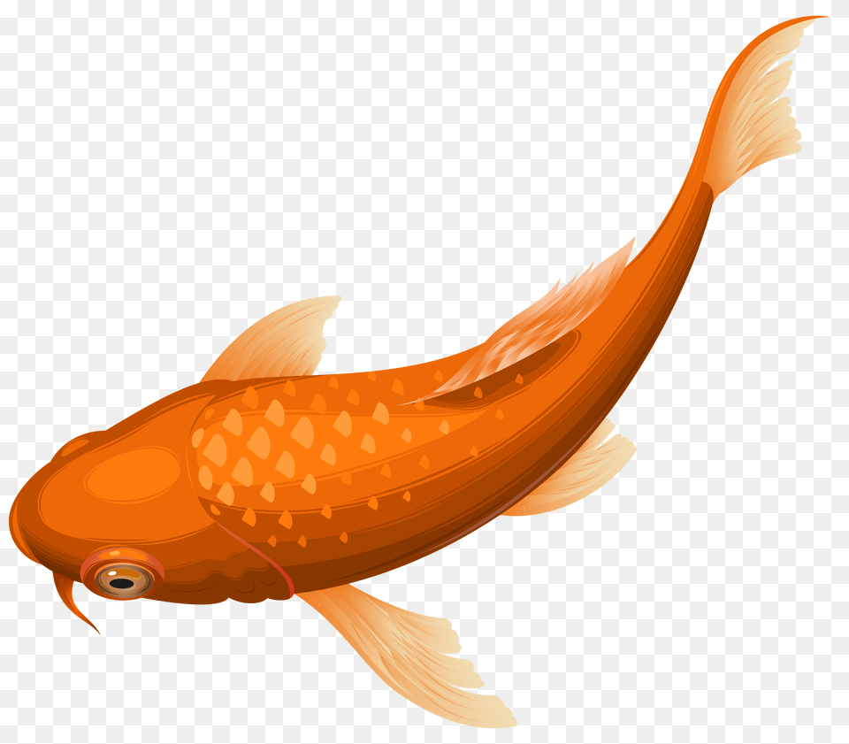 Orange Koi Fish Clip Art Gallery, Animal, Sea Life, Shark Free Png Download