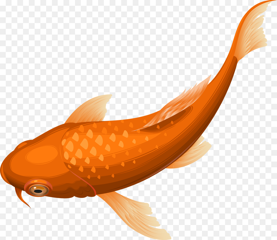 Orange Koi Fish Transparent Clip Art Image, Animal, Sea Life, Goldfish Free Png Download