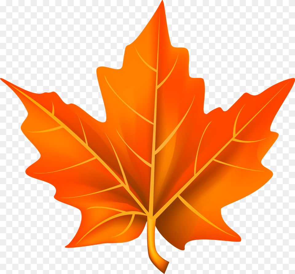 Orange Leaf, Plant, Tree, Maple Leaf, Person Free Png