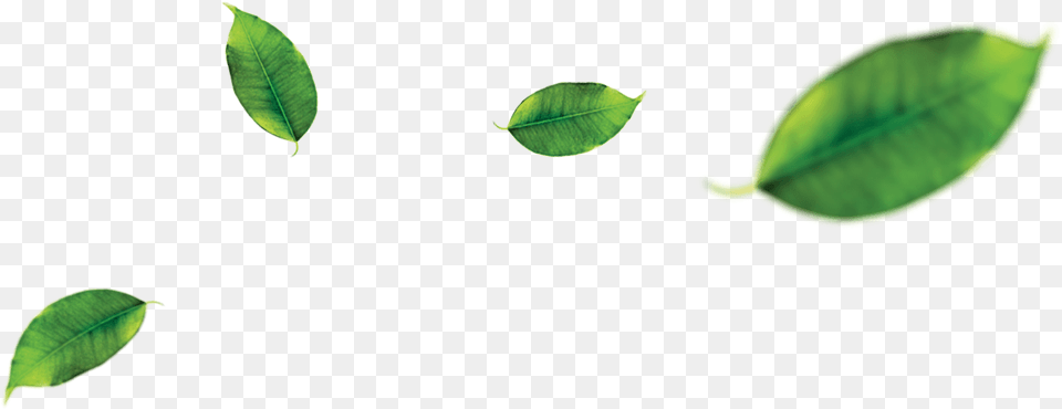 Orange Leaf Leaf Green Tea, Plant, Flower Free Png
