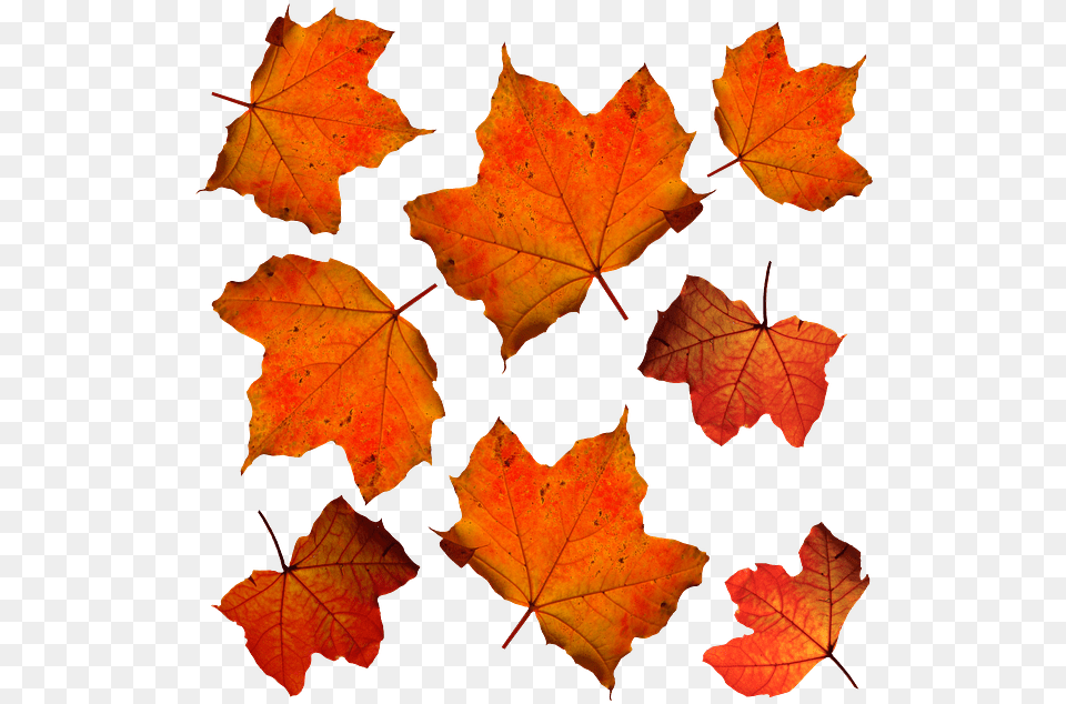 Orange Leaves, Leaf, Maple, Plant, Tree Free Png Download