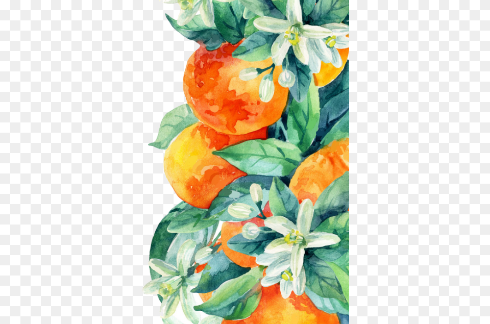 Orange Leaves Animal Jam Clans, Food, Fruit, Plant, Produce Free Transparent Png