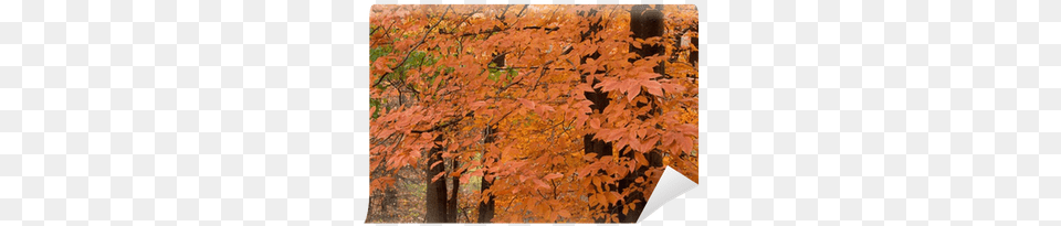 Orange Leaves We Live To Change Autumn, Leaf, Maple, Plant, Tree Free Transparent Png