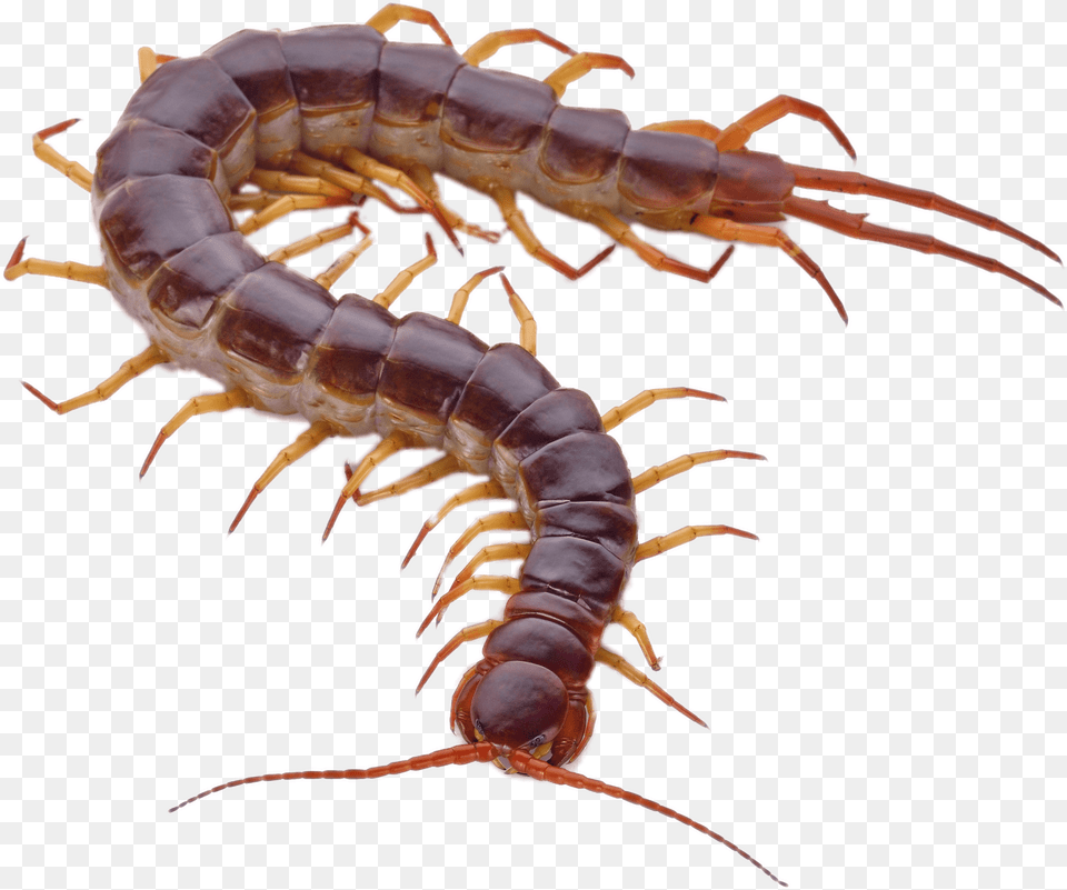 Orange Legs Transparent Centipede, Animal, Insect, Invertebrate Free Png
