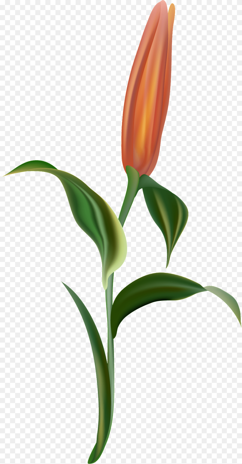 Orange Light Flower Branch Decorative Lady Tulip, Plant, Green, Bud, Sprout Free Transparent Png